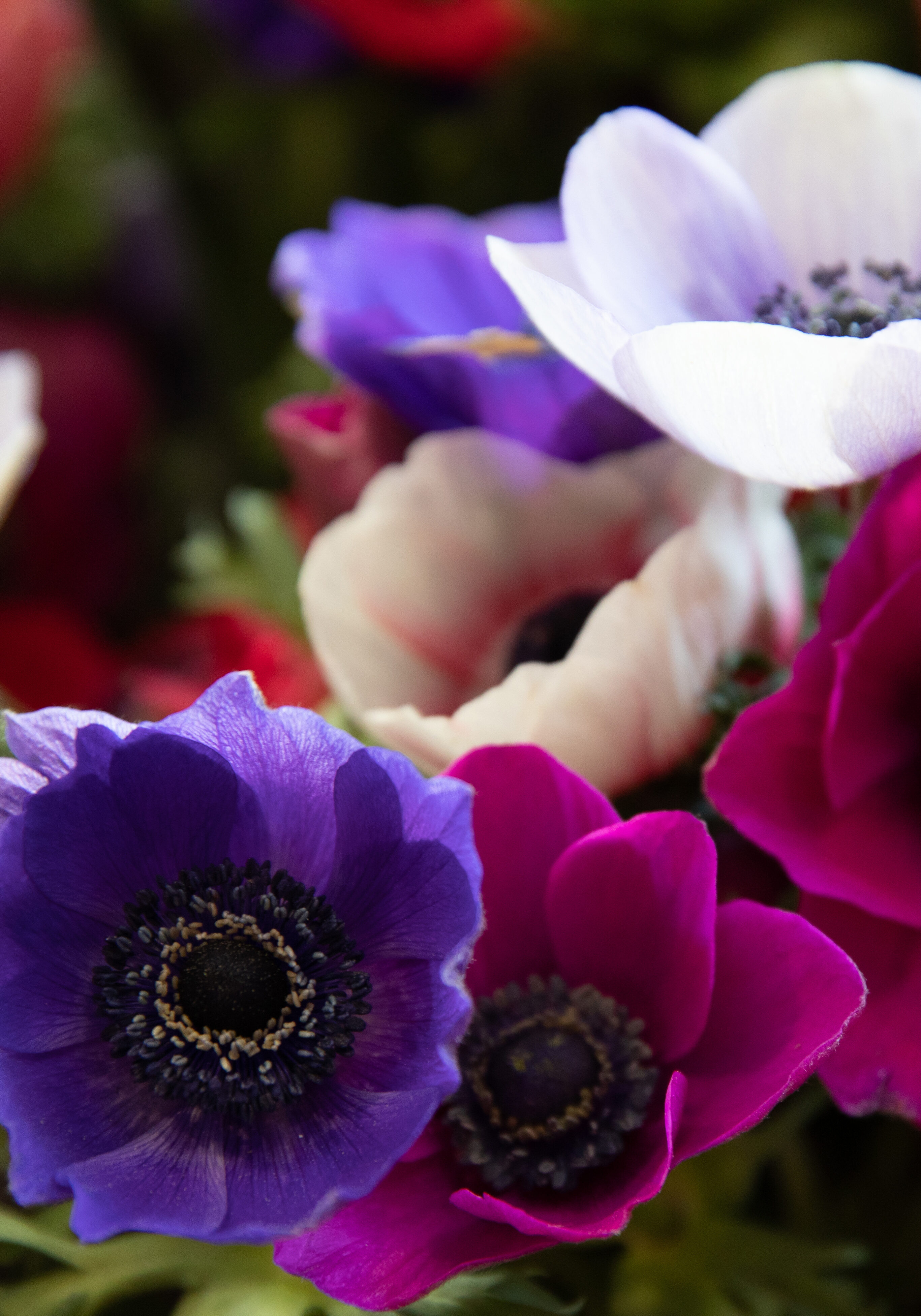 Springtime floral background of beautiful Anemone coronaria flowers in violet, blue, white colors. Horizontal. Daylight. Close-up.